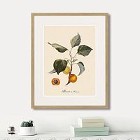 картина: juicy fruit lithography №2, 1870г. в Санкт-Петербурге