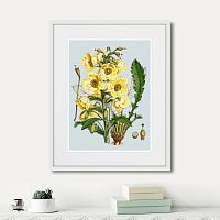 картина: himalaya plants yellow flower, 1869г. в Санкт-Петербурге