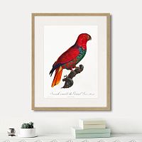 картина: beautiful parrots №9, 1872г. в Санкт-Петербурге