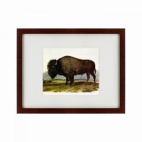 картина: american bison, 1845 в Санкт-Петербурге