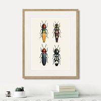 картина: assorted beetles №5, 1735г. в Санкт-Петербурге