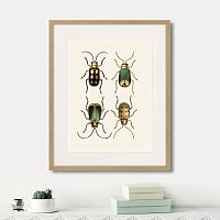 картина: assorted beetles №8, 1735г. в Санкт-Петербурге