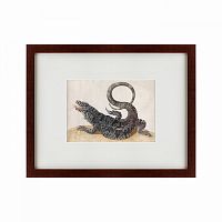 картина: black tegu lizard, 1700 в Санкт-Петербурге