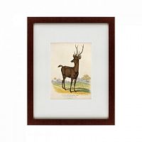 картина: a rusa deer, 1830 в Санкт-Петербурге