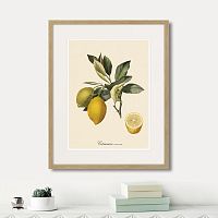 картина: juicy fruit lithography №3, 1870г. в Санкт-Петербурге