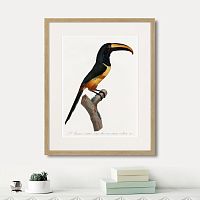 картина: beautiful toucans №4, 1806г. в Санкт-Петербурге