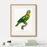 картина: beautiful parrots №11, 1872г. в Санкт-Петербурге