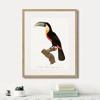 картина: beautiful toucans №1, 1806г. в Санкт-Петербурге