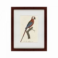 картина: ara macao (scarlet macaw), 1801 в Санкт-Петербурге