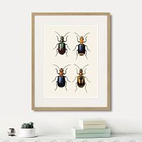 картина: assorted beetles №4, 1735г. в Санкт-Петербурге