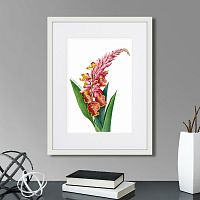 картина: caribian flora pink alpinia, 1740г. в Санкт-Петербурге