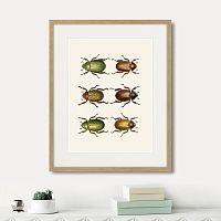 картина: assorted beetles №11, 1735г. в Санкт-Петербурге