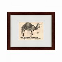 картина: arabian camel, 1809 в Санкт-Петербурге