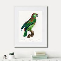 картина: beautiful parrots №4, 1872г. в Санкт-Петербурге