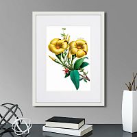 картина: caribian flora yellow allamanda, 1740г. в Санкт-Петербурге