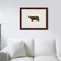 картина: rhinoceros ancienne gravure, 1849 в Санкт-Петербурге