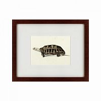 картина: a hand-painted illustration of an elongated tortoise, 1873 в Санкт-Петербурге