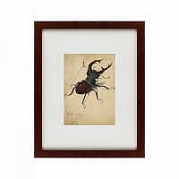 картина: stag beetle, 1505 в Санкт-Петербурге