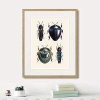 картина: assorted beetles №1, 1735г. в Санкт-Петербурге