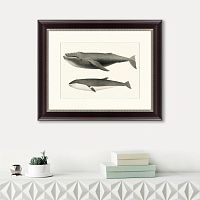 картина: humpback whale (megaptera versabilis), 1859 в Санкт-Петербурге