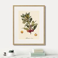 картина: juicy fruit lithography №4, 1870г. в Санкт-Петербурге