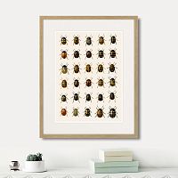 картина: assorted beetles №2, 1735г. в Санкт-Петербурге