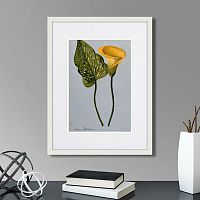 картина: yellow arum lily, 1899г. в Санкт-Петербурге