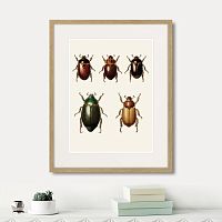 картина: assorted beetles №7, 1735г. в Санкт-Петербурге