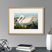 картина: common american swan (white), 1838г. в Санкт-Петербурге