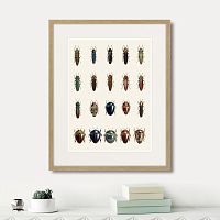 картина: assorted beetles №3, 1735г. в Санкт-Петербурге