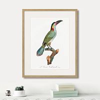 картина: beautiful toucans №3, 1806г. в Санкт-Петербурге