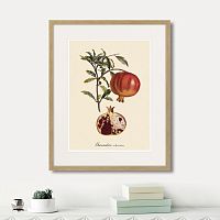 картина: juicy fruit lithography №7, 1870г. в Санкт-Петербурге