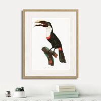 картина: beautiful toucans №2, 1806г. в Санкт-Петербурге