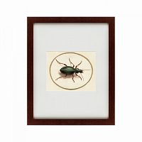 картина: beetle, 1700 в Санкт-Петербурге