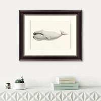 картина: bowhead whale (balaena mysticetus), 1856 в Санкт-Петербурге