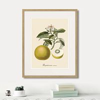 картина: juicy fruit lithography №10, 1870г. в Санкт-Петербурге