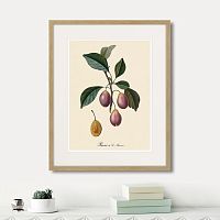 картина: juicy fruit lithography №9, 1870г. в Санкт-Петербурге